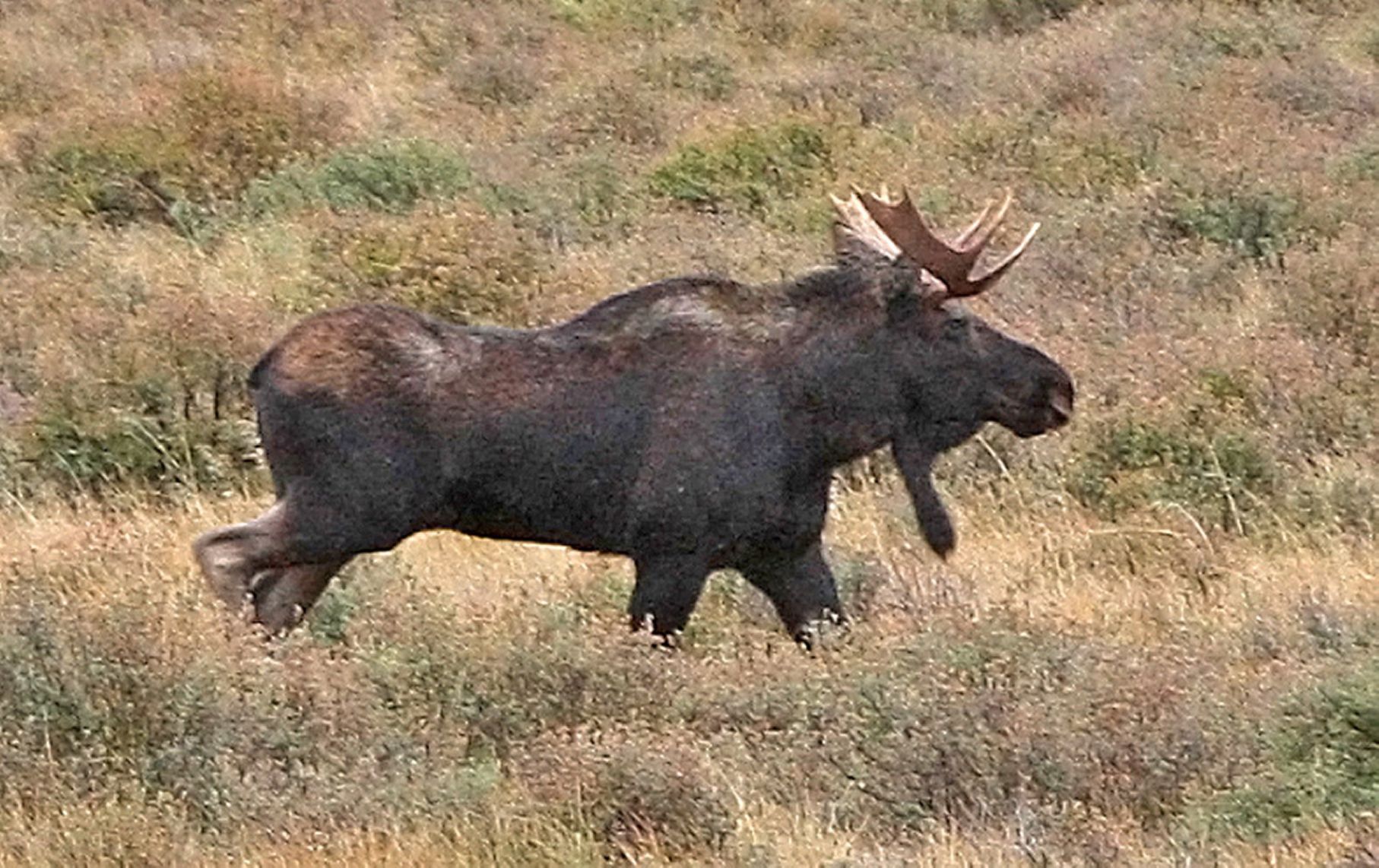 Shiras Moose (Alces alces shirasi)